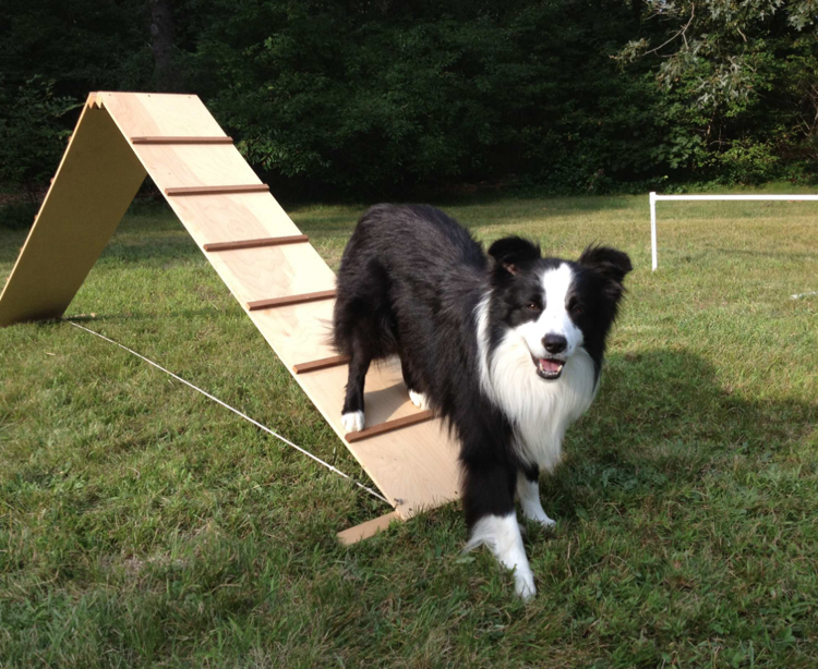 Outdoor Ausrüstung für Hunde Training