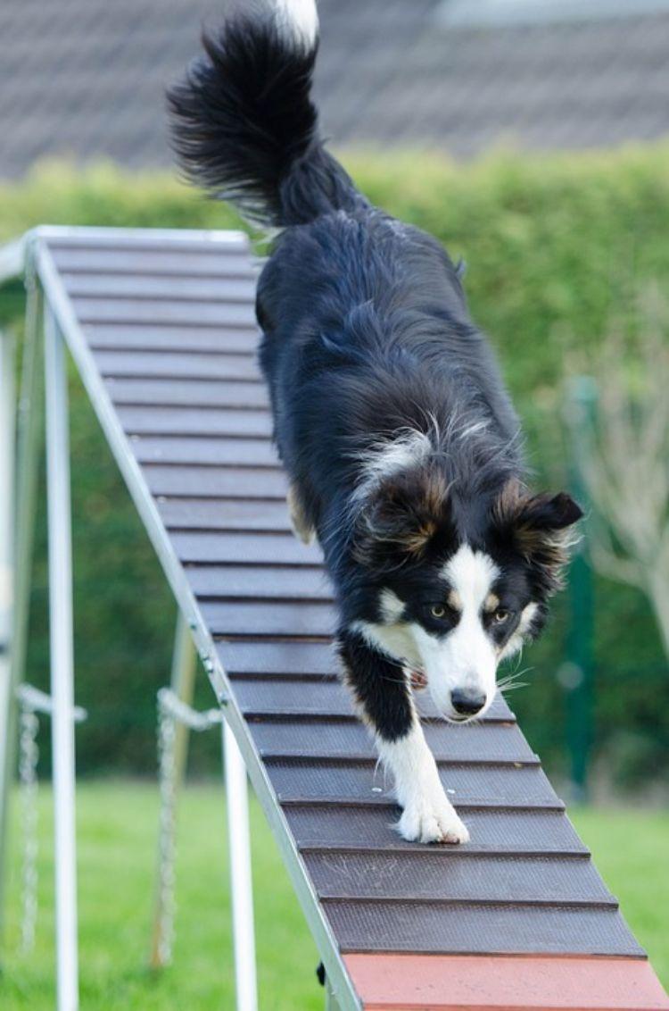 agility parcour diy hundeparcour selber bauen laufsteg schäferhund überqueren hundesport training