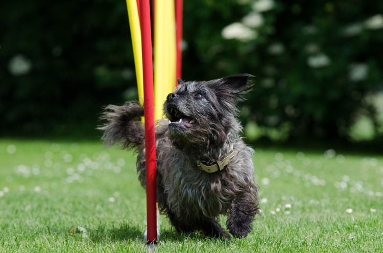 Wie können Sie einen Agility Parcour für Ihren Hund selber ...