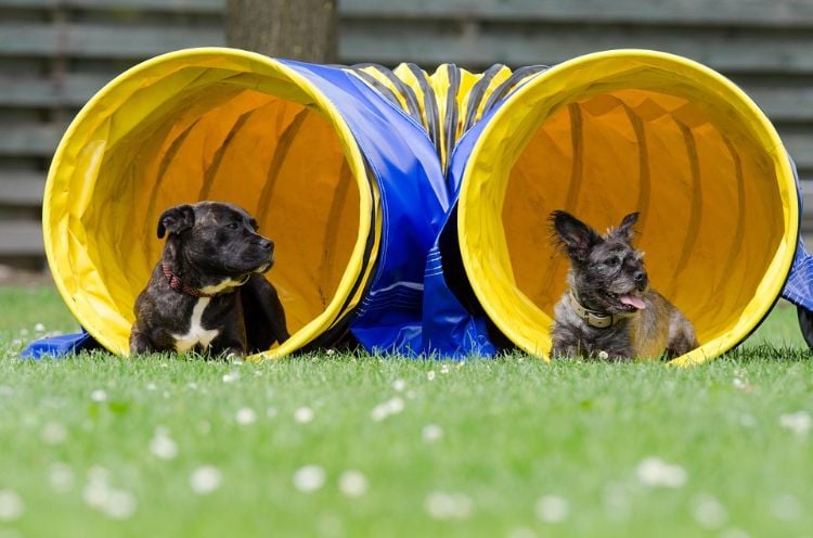 agility parcour diy hundeparcour selber bauen slalomstangen erstellen spielen trainieren kleine hunde tunnel