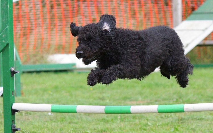 Wie können Sie einen Agility Parcour für Ihren Hund selber bauen