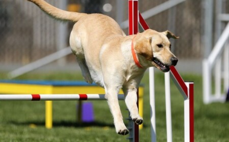 agility parcour diy hundeparcour selber bauen sprungstange erschaffen rotes klebeband hund sprung labrador