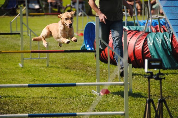 DIY Agility Parcour im eigenen Garten aufstellen Wie Sie einen