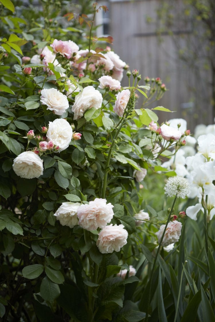 allium rosen gräser helle bepflanzung wuchshöhe abstufung weißer garten