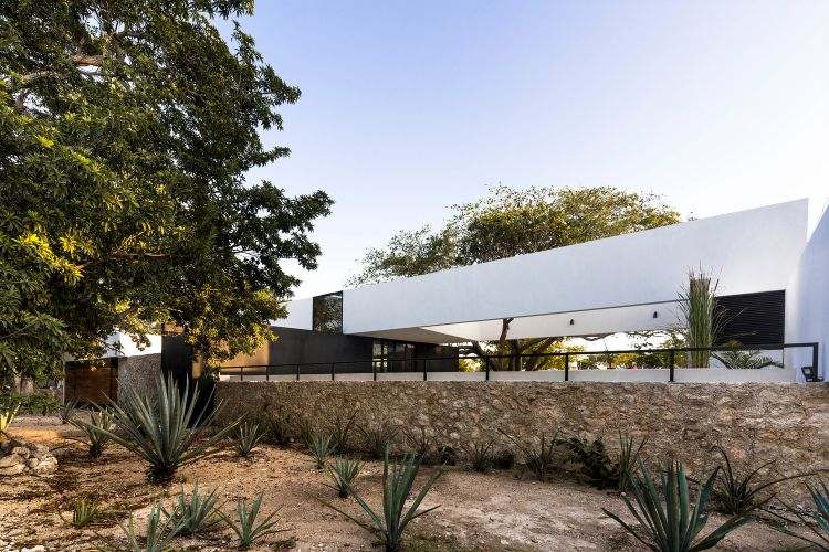 Baum Integrieren Moderne Architektur In Einem Design Haus Aus Mexiko
