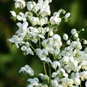 china wiesenraute thalictrum delavayi weißer garten weiße blumen