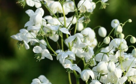 china wiesenraute thalictrum delavayi weißer garten weiße blumen