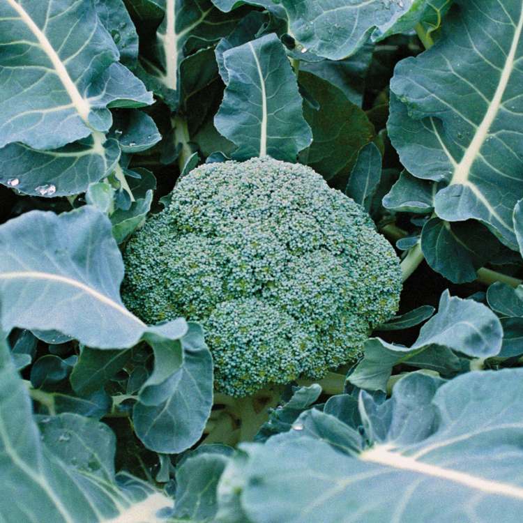 gemuese halbschatten brokkoli pflege tipps