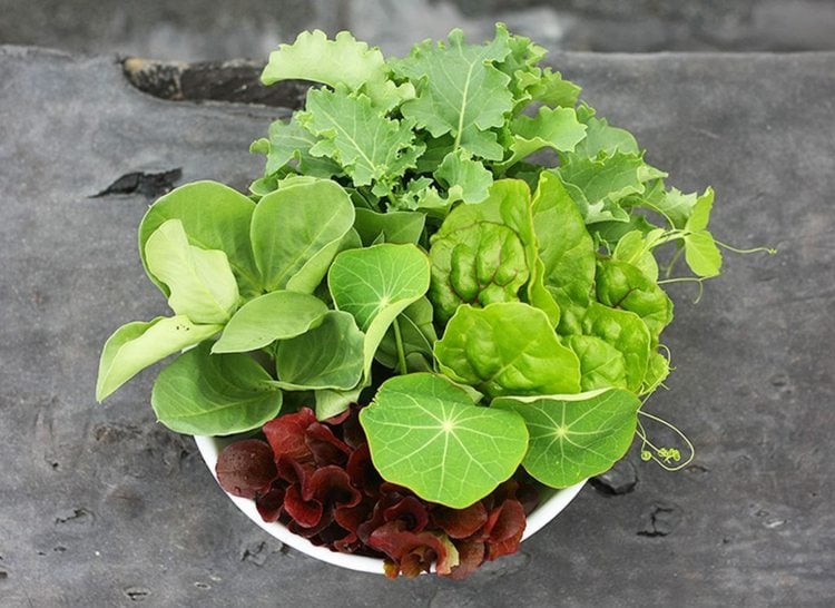 gemuese halbschatten salate anpflanzen gesund
