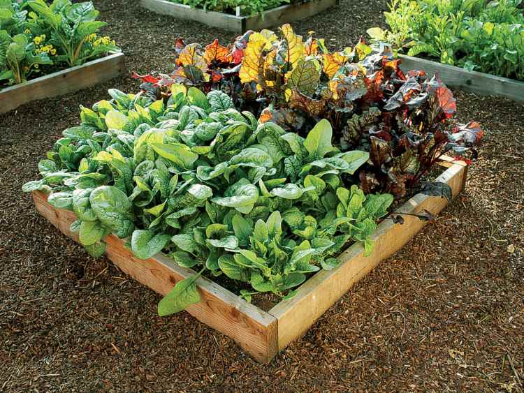 Gemüse für Halbschatten spinaten pflege tipps