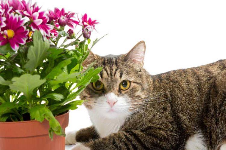 Welche giftige Zimmerpflanzen für Katzen sind gar nicht empfehlenswert?