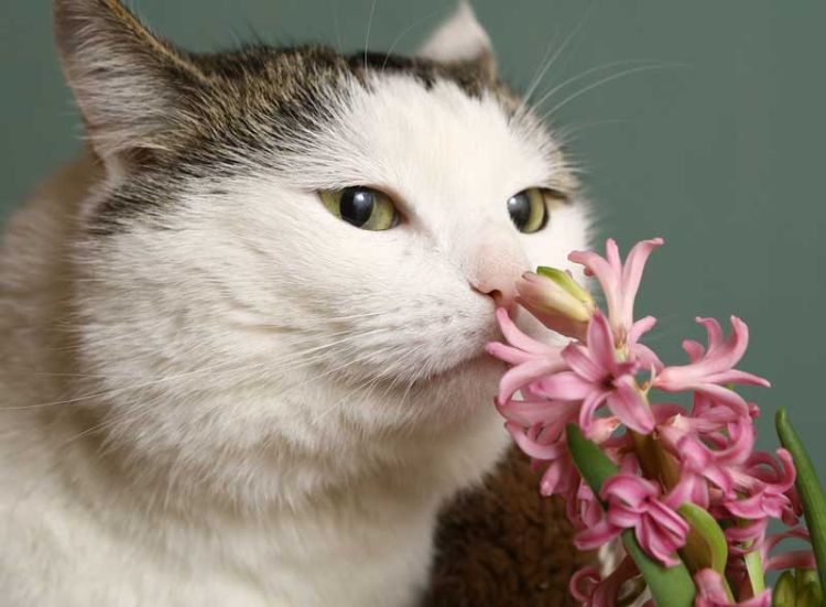 giftige zimmerpflanzen für katzen giftpflanzen blumensorten blumenstrauß katze riechen