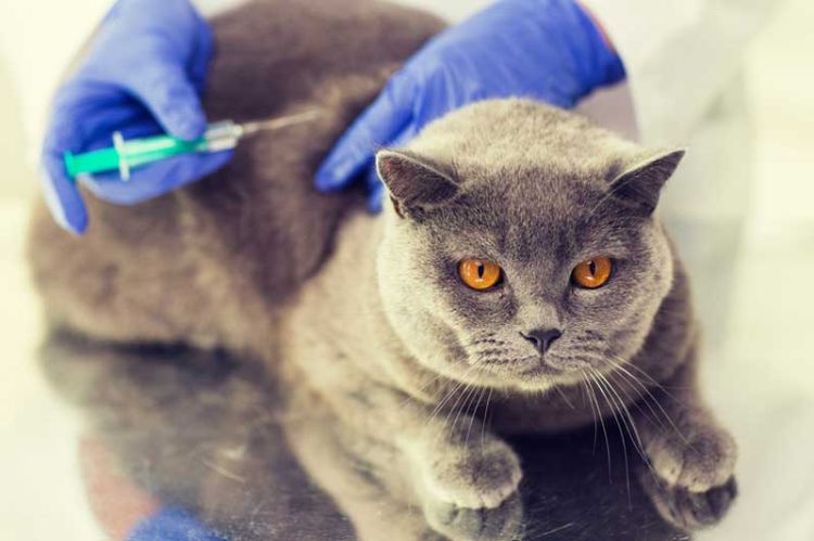 giftige zimmerpflanzen für katzen giftpflanzen blumensorten katze beim tierarzt spritze bekommen vergiftung