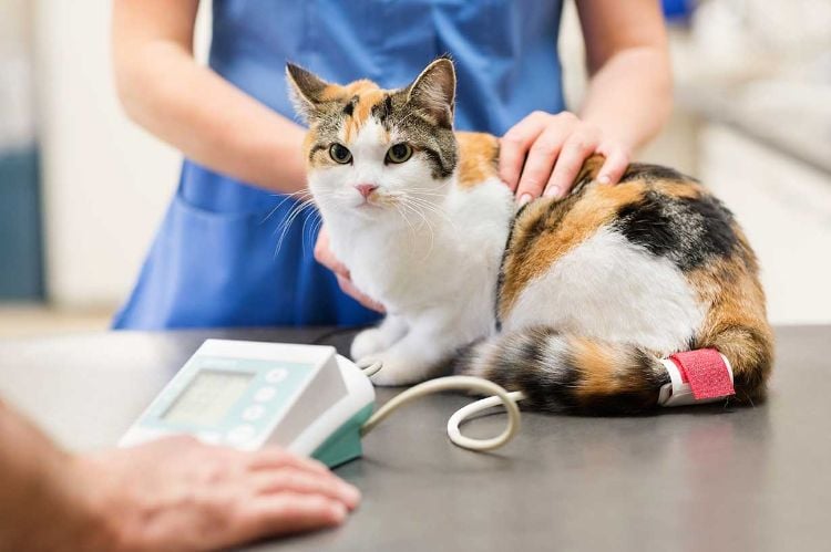 giftige zimmerpflanzen für katzen giftpflanzen blumensorten katze beim tierarzt untersuchung vergiftung tierarztbesuch