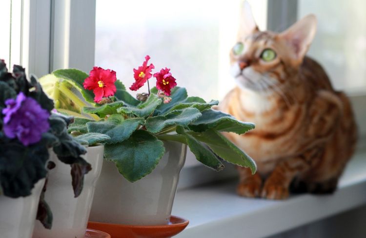 giftige zimmerpflanzen für katzen giftpflanzen blumentopf am fenster alpenveilchen kätzchen