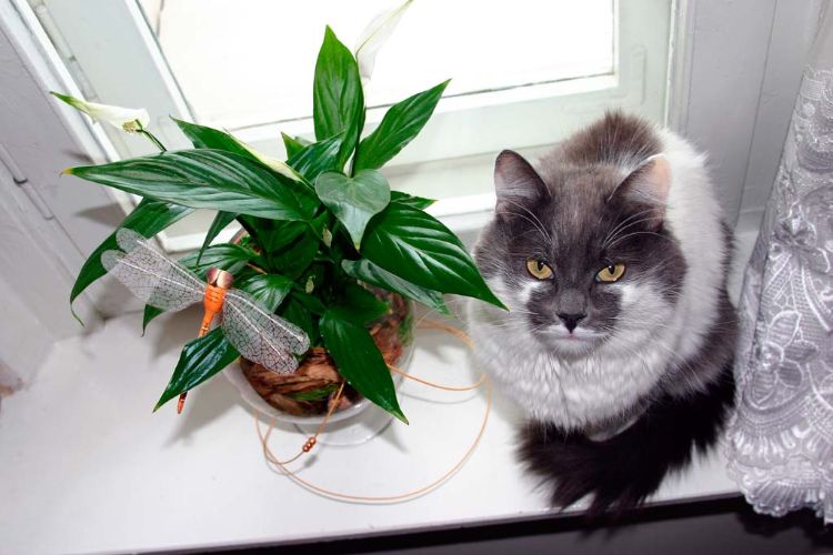 giftige zimmerpflanzen für katzen giftpflanzen blumentopf grünlilie am fenster