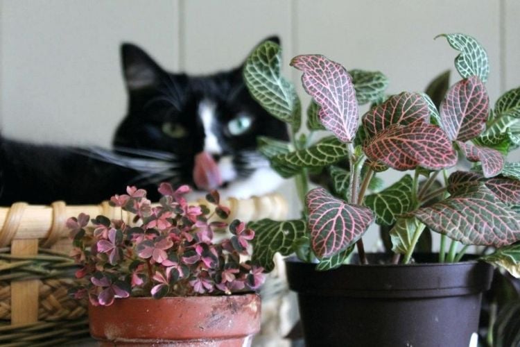 giftige zimmerpflanzen für katzen giftpflanzen blumentöpfe veilchen haustier katze