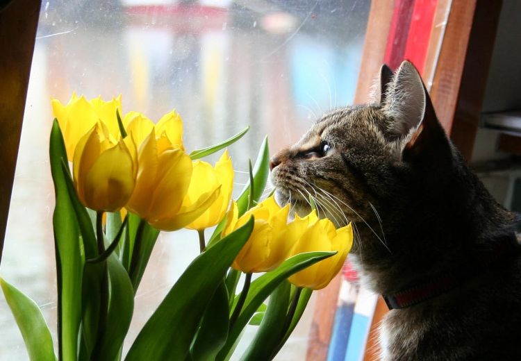 giftige zimmerpflanzen für katzen giftpflanzen gelbe tulpen vor dem fenster kätzchen