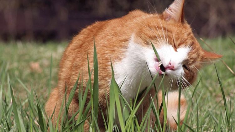 giftige zimmerpflanzen für katzen giftpflanzen gras fressen nahaufnahme katze draußen im freien