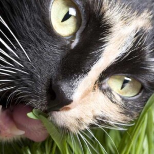giftige zimmerpflanzen für katzen giftpflanzen gras nahaufnahme katze zähne zahnfleisch