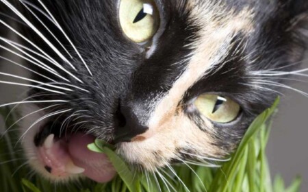 giftige zimmerpflanzen für katzen giftpflanzen gras nahaufnahme katze zähne zahnfleisch