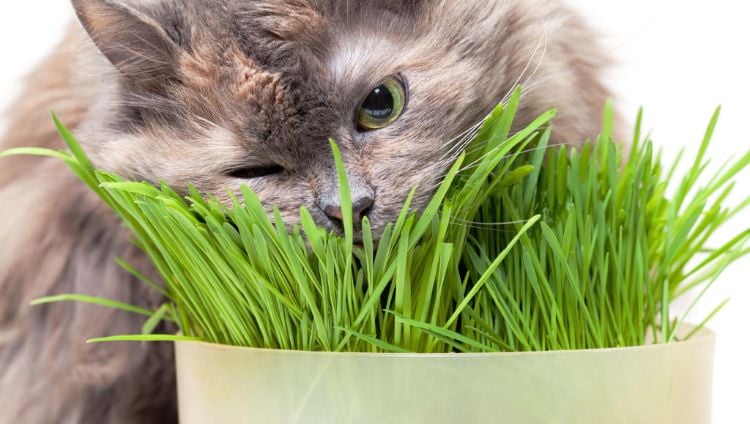 giftige zimmerpflanzen für katzen giftpflanzen gras nahaufnahme katze
