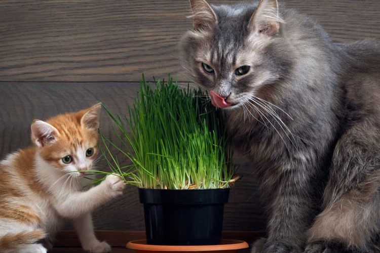 giftige zimmerpflanzen für katzen giftpflanzen gras topf zu hause katze kleines kätzchen