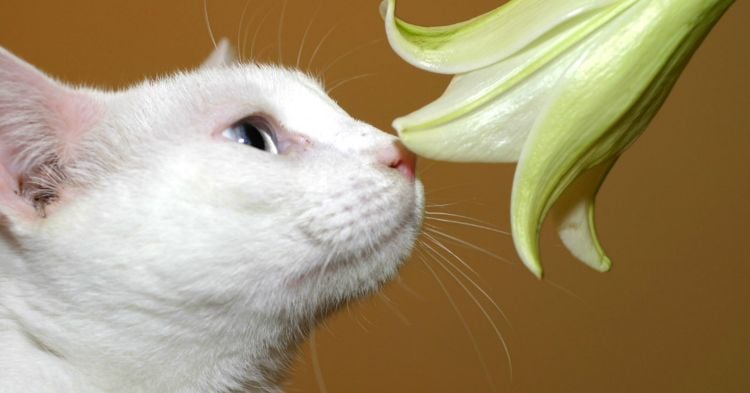 giftige zimmerpflanzen für katzen giftpflanzen lilie grünlilie riechen weiße katze