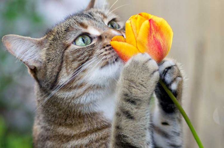 giftige zimmerpflanzen für katzen giftpflanzen mehrfarbige tulpen fenster kätzchen spielen riechen