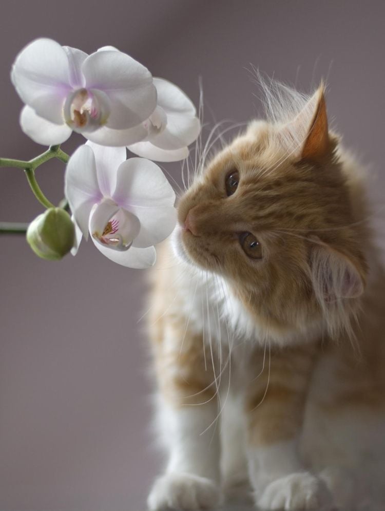 giftige zimmerpflanzen für katzen giftpflanzen orchidee riechen kätzchen