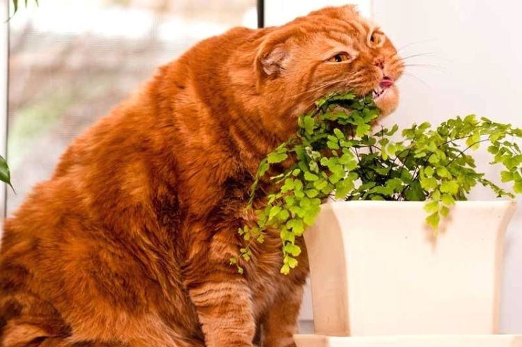 giftige zimmerpflanzen für katzen giftpflanzen pflanze fressen nahaufnahme katze zuhause