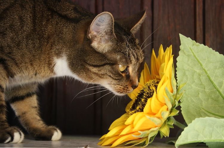 giftige zimmerpflanzen für katzen giftpflanzen sonnenblume innenraum katze