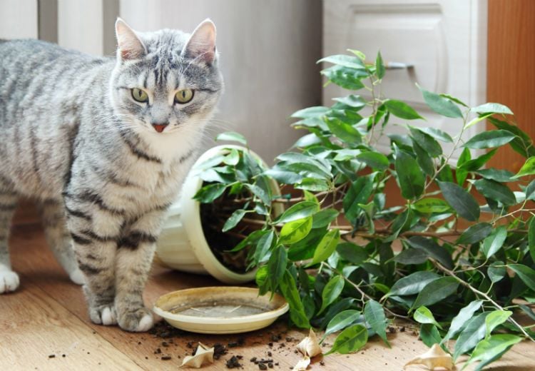 giftige zimmerpflanzen für katzen giftpflanzen topfpflanze auf dem boden blumenerde