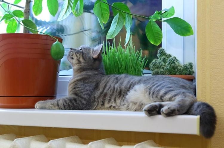 giftige zimmerpflanzen für katzen giftpflanzen topfpflanzen auf dem fenster philodendron kätzchen