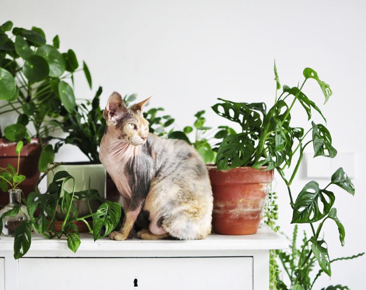 giftige zimmerpflanzen für katzen giftpflanzen topfpflanzen auf dem schrank köstliches fensterblatt