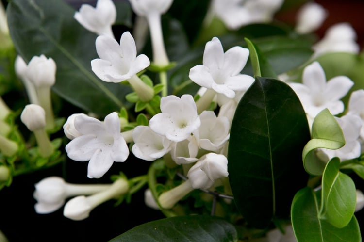 jasminum polyanthum weißer garten weiße blumen weiß blühende stauden