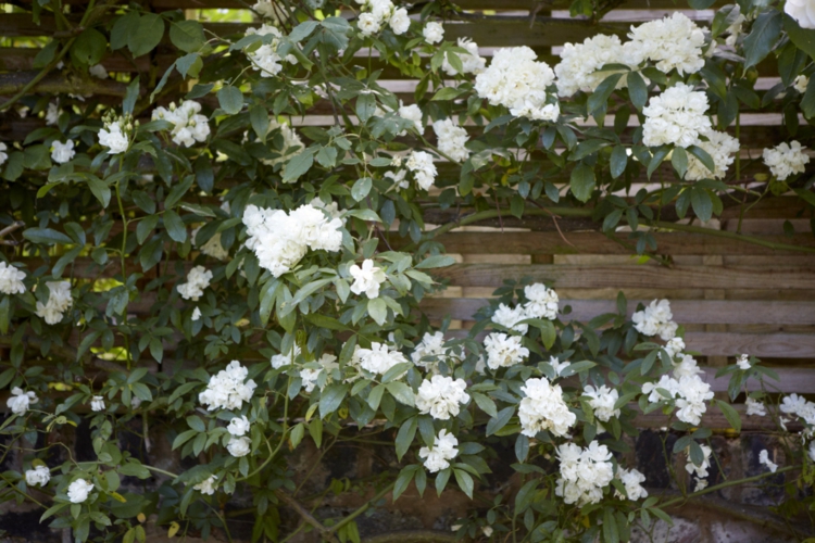 kletterrose madame alfred carriere sheila jack gartengestaltung weißer garten weiße blumen