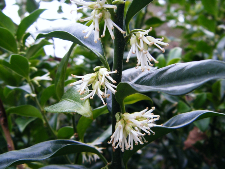 sarcococca humilis schattenblume weiße pflanzen weißer garten