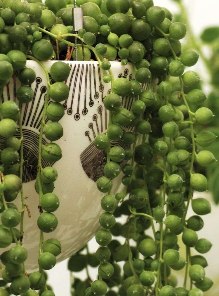 senecio rowleyanus perlenschnur erbsenpflanze pflege zu hause anpflanzen tipps nahaufnahme hängepflanze keramik topf