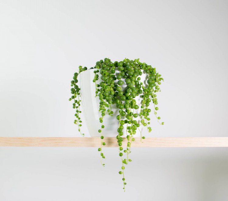 senecio rowleyanus perlenschnur erbsenpflanze pflege zu hause anpflanzen tipps nahaufnahme hängepflanze kunststoff hängekorb korbblüter innenraum