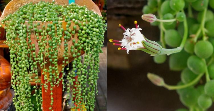senecio rowleyanus perlenschnur erbsenpflanze pflege zu hause anpflanzen tipps nahaufnahme sukkulente blüte tontöpfer