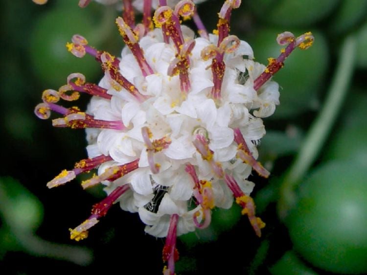 senecio rowleyanus perlenschnur erbsenpflanze pflege zu hause anpflanzen tipps nahaufnahme sukkulente blüte wildnis