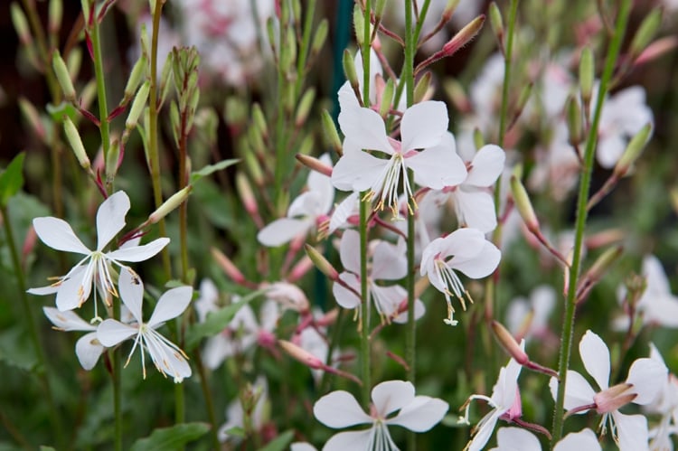 weißer garten design ideen ton in ton gestaltungweiß blumen