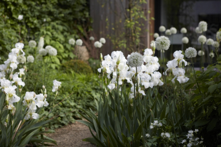 weißer garten design sheila jack ton in ton weiß blühende stauden elegant