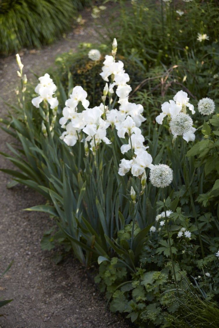 weißer garten sheila jack gartendesign schwertlilie cliffs of dover hintergrund grün