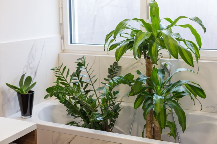 Große Zimmerpflanzen reinigen und duschen