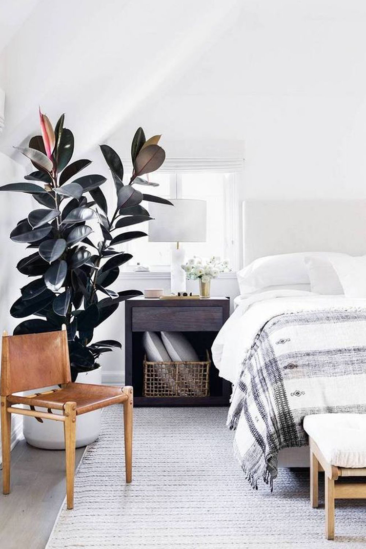 Gummibaum Ficus elastica standort hell halbschattig Schlafzimmer