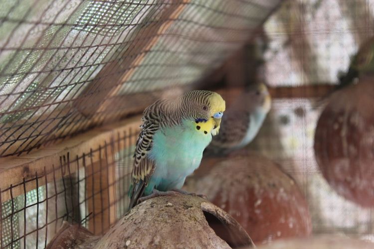 artgerechte tierhaltung vogel käfig haltung aktiv wellensittich papagei