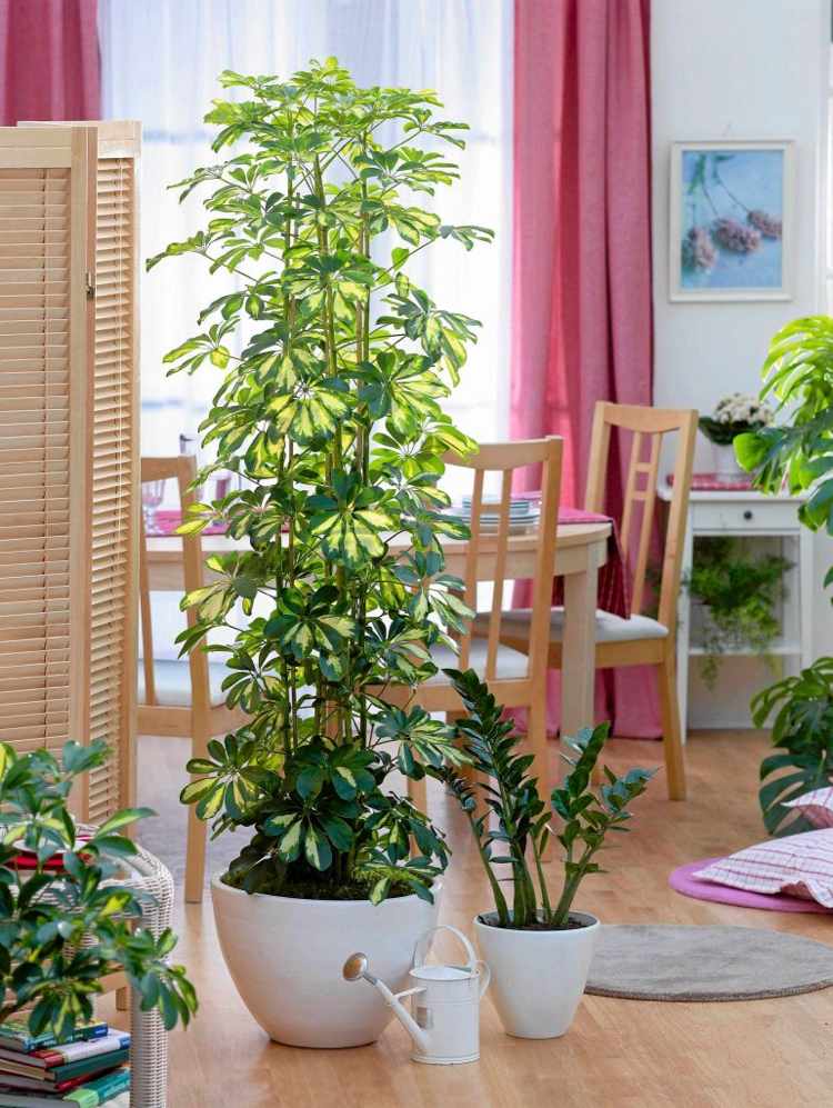 große Zimmerpflanzen Schefflera hoch schlank