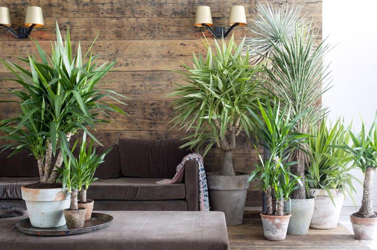 große Zimmerpflanzen Yucca Palme exotisches Flair